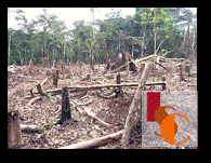 En Tenabo, menonitas continúan talando y quemando monte pese a prohibiciones. 